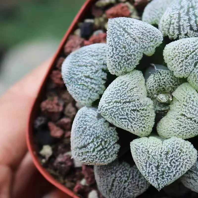 plant Aeonium Echeveria Haworthia  Caudex  Lithops Cactus  Agave 