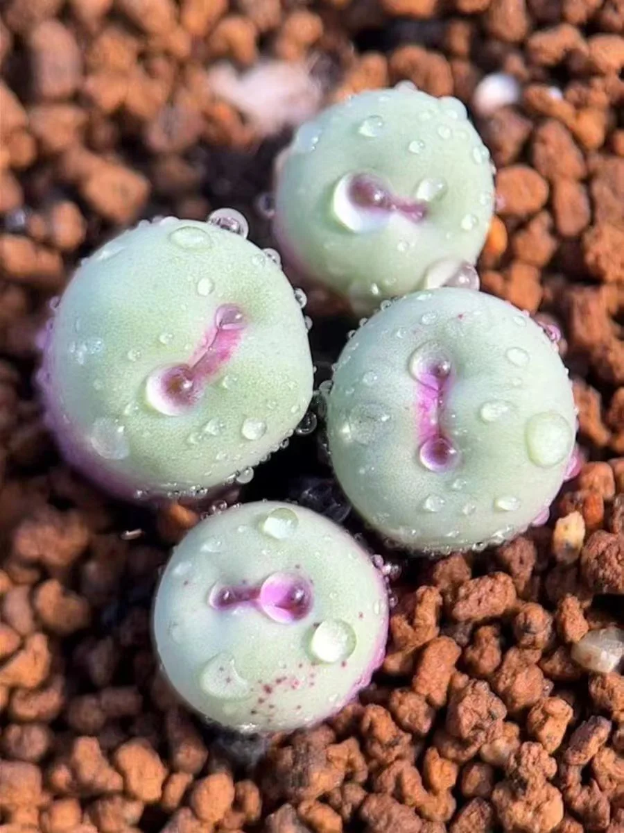 plant Aeonium Echeveria Haworthia  Caudex  Lithops Cactus  Agave 