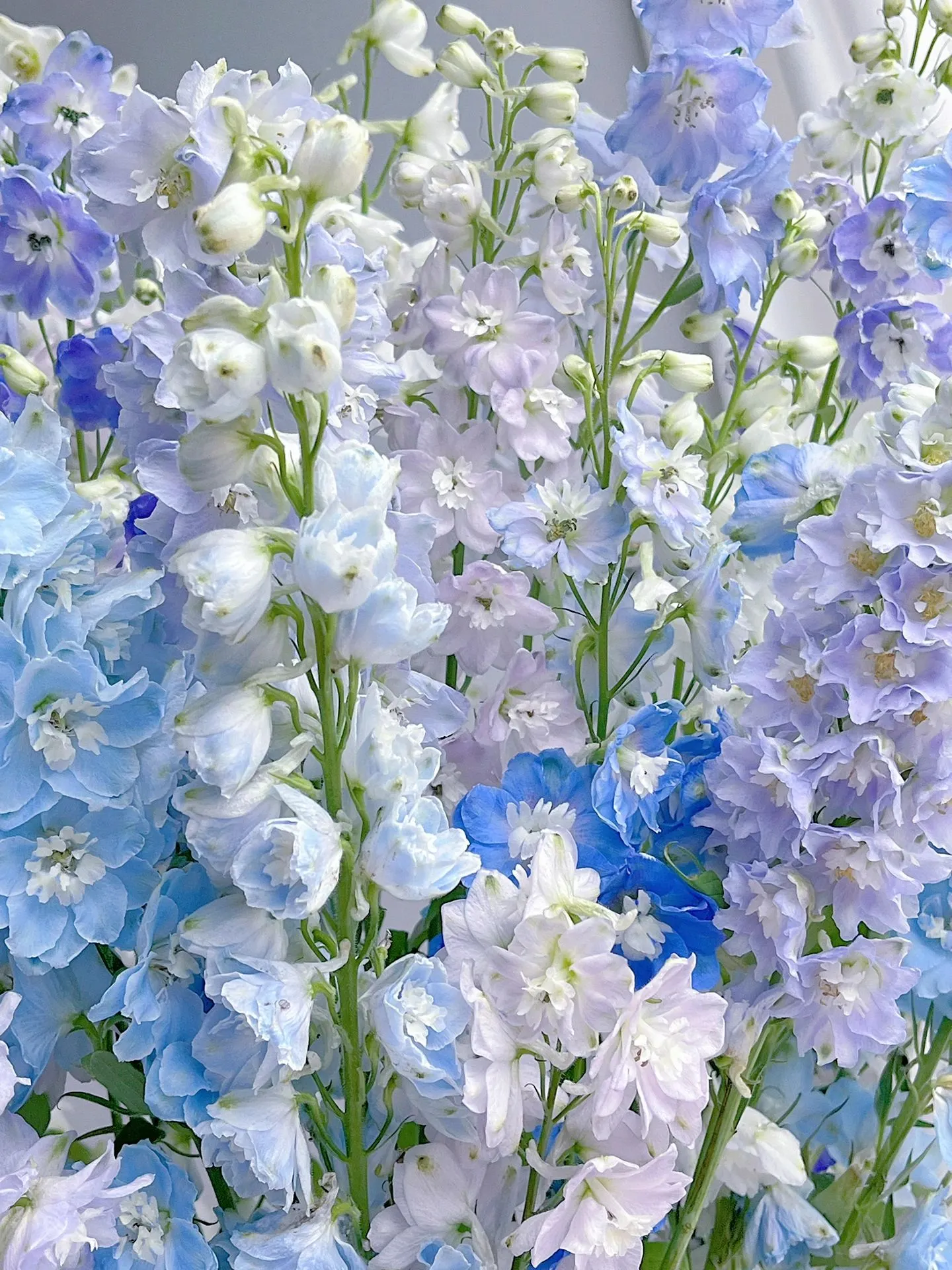Delphinium Seeds-Mixed 7 Colors