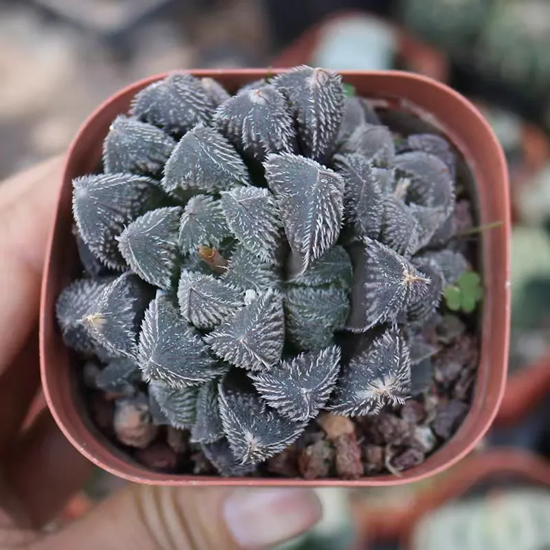 plant Aeonium Echeveria Haworthia  Caudex  Lithops Cactus  Agave 