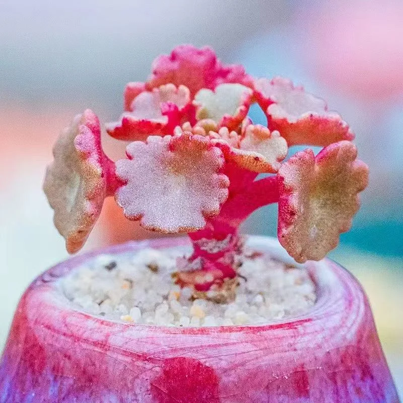 931.Umbilicus rupestris 0.7-1cm /Caudex/ Succulent plants / Garden landscape / Carefully select healthy plants