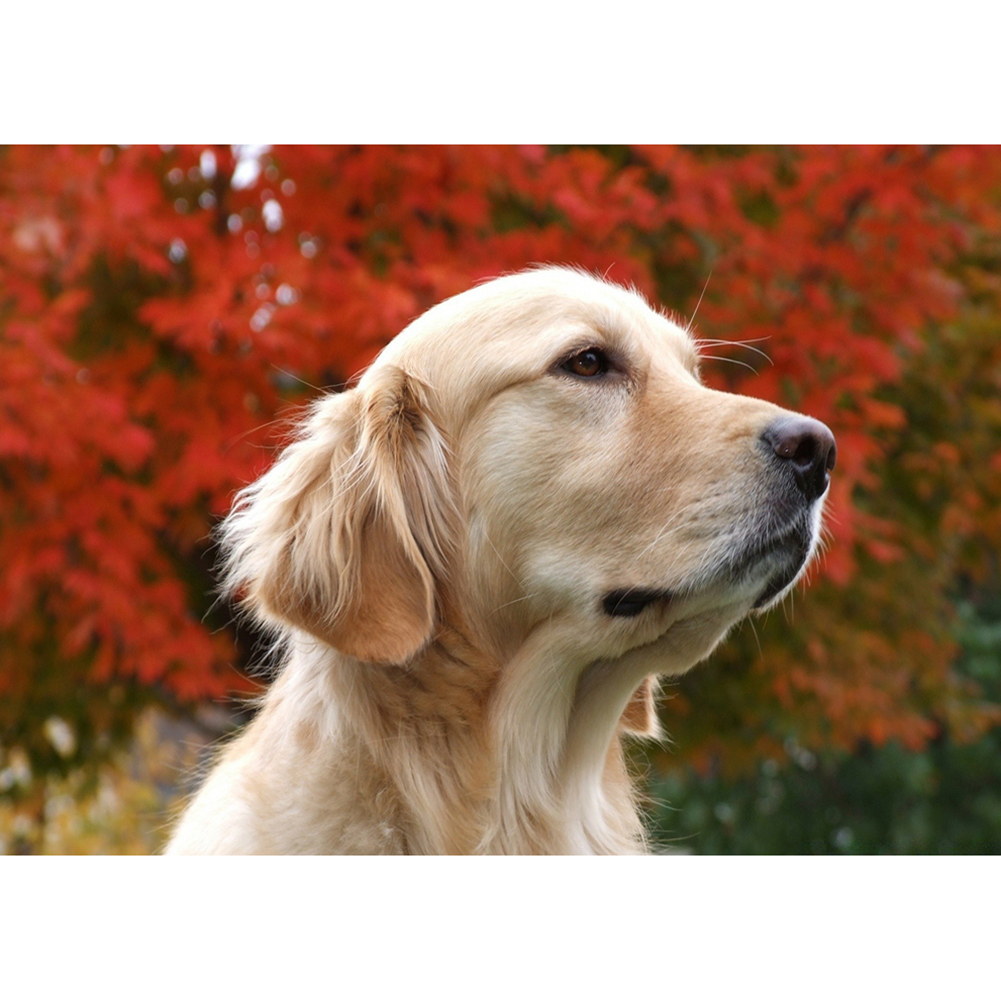 

40*30CM - Golden Retriever - Round Drill Diamond Painting, 501 Original
