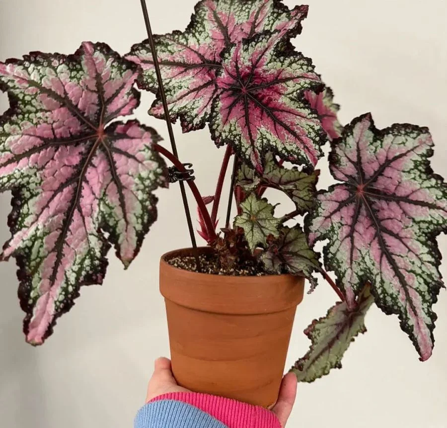 Robert Gordon Begonia Seeds