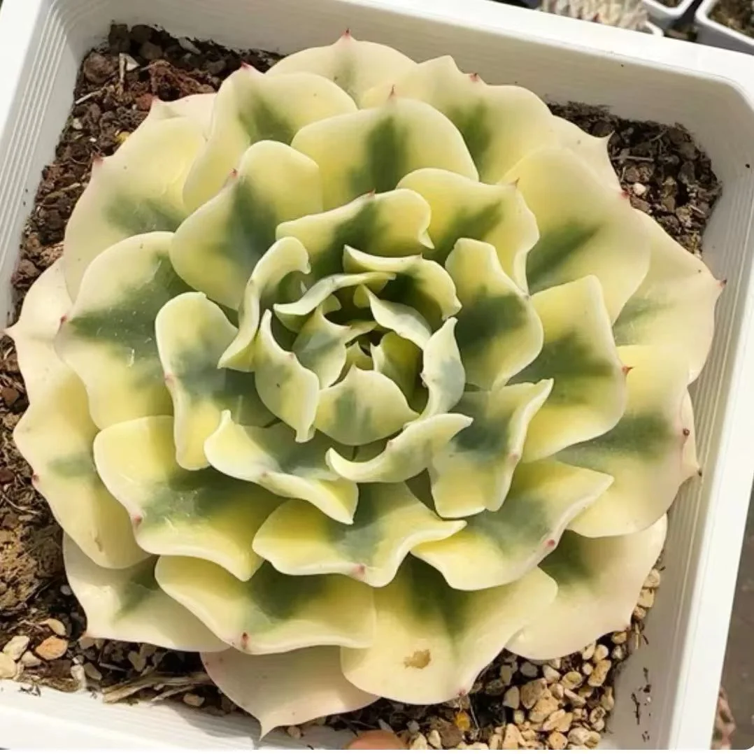 plant Aeonium Echeveria Haworthia  Caudex  Lithops Cactus  Agave 