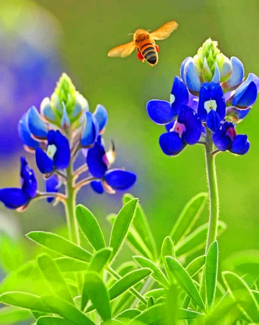 

Texas bluebonnet – Paint By Numbers - 40*50CM, 501 Original