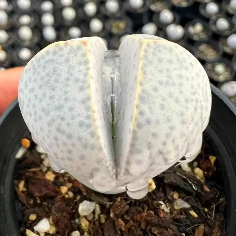 plant Aeonium Echeveria Haworthia  Caudex  Lithops Cactus  Agave 