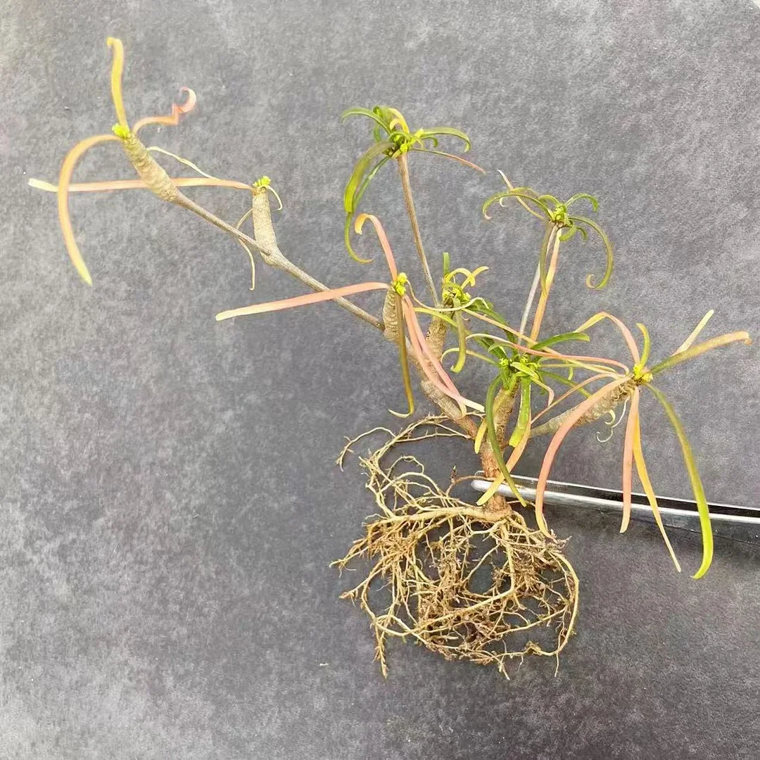 plant Aeonium Echeveria Haworthia  Caudex  Lithops Cactus  Agave 