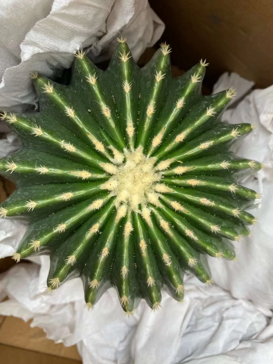 plant Aeonium Echeveria Haworthia  Caudex  Lithops Cactus  Agave 