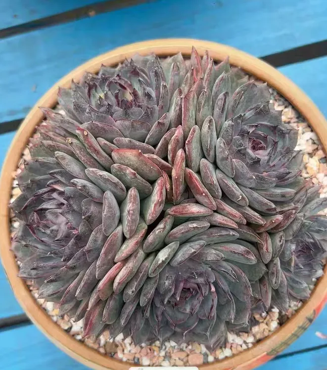 plant Aeonium Echeveria Haworthia  Caudex  Lithops Cactus  Agave 