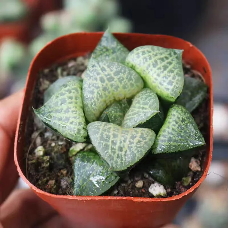 hts5.Haworthia Comptoniana White Whale  5-6cm/ Haworthia/ Succulent plants / Garden landscape / Carefully select healthy plants