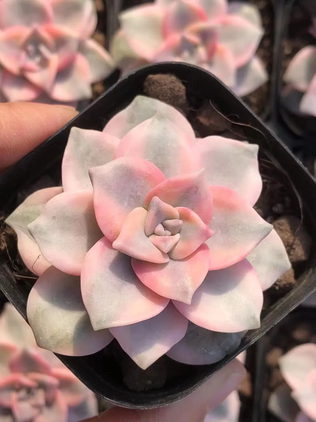 plant Aeonium Echeveria Haworthia  Caudex  Lithops Cactus  Agave 