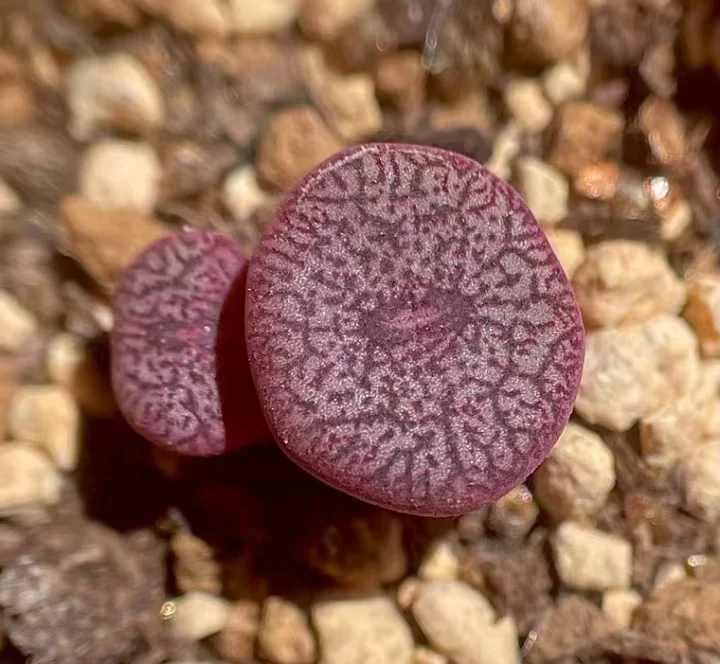856.  Conophytum ceresianum ceres karoo single head  1-1.5cm   / Lithops and Conophytum  /  Succulent plants / Garden landscape / Carefully select healthy plants