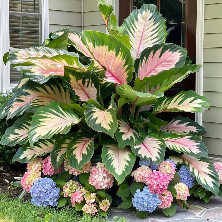 Scarlet Shadow-Giant Alocasia Bulbs🍃Transform Your Space with Tropical Majesty