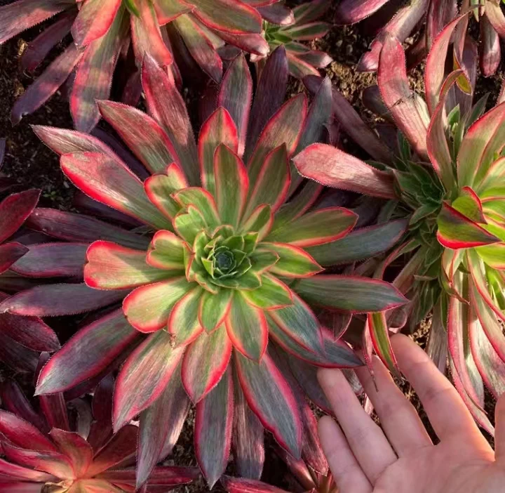 plant Aeonium Echeveria Haworthia  Caudex  Lithops Cactus  Agave 