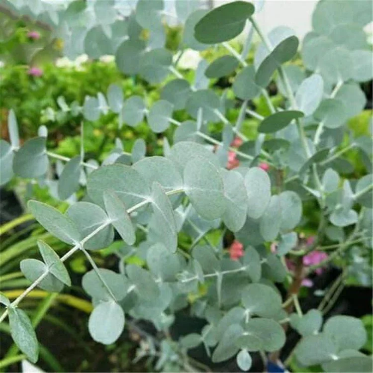 Egrow 50 Pcs/Pack Eucalyptus Seeds Silver Dollar Tree Eucalyptus Cinerea