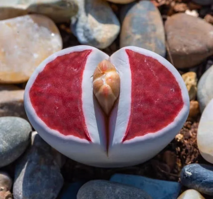 plant Aeonium Echeveria Haworthia  Caudex  Lithops Cactus  Agave 