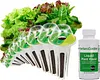 Heirloom Salad Vegetables Greens Mix Seed Pod Kit