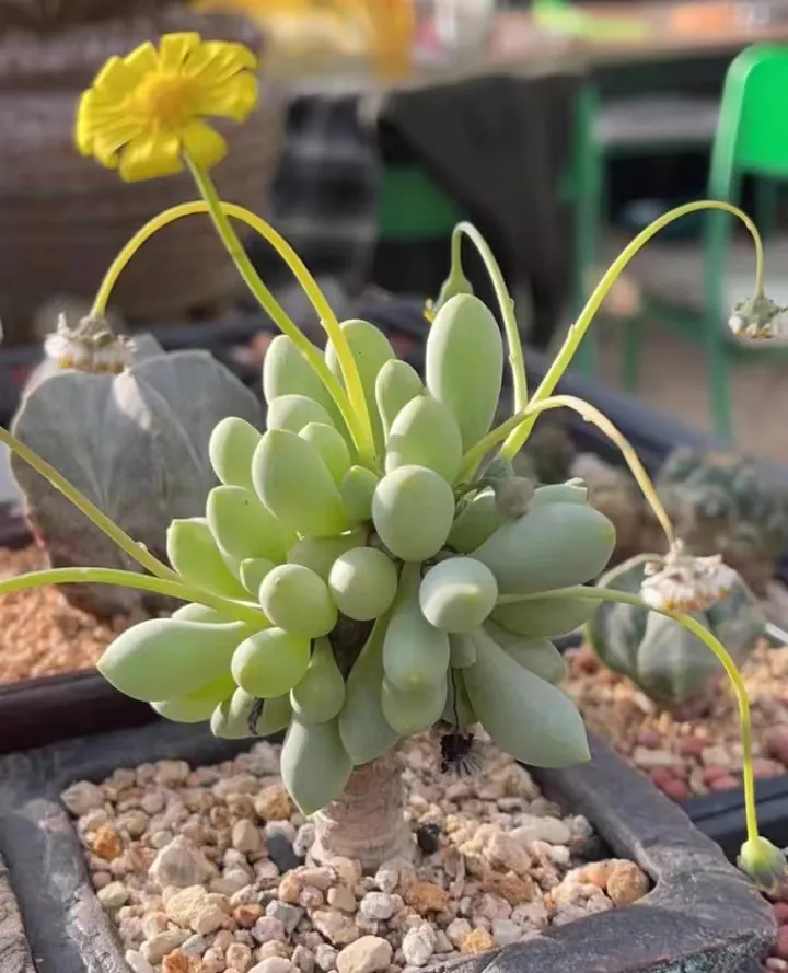 plant Aeonium Echeveria Haworthia  Caudex  Lithops Cactus  Agave 