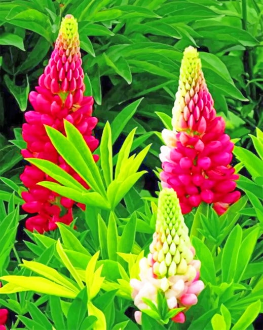 

Pink Lupins – Paint By Numbers - 40*50CM, 501 Original