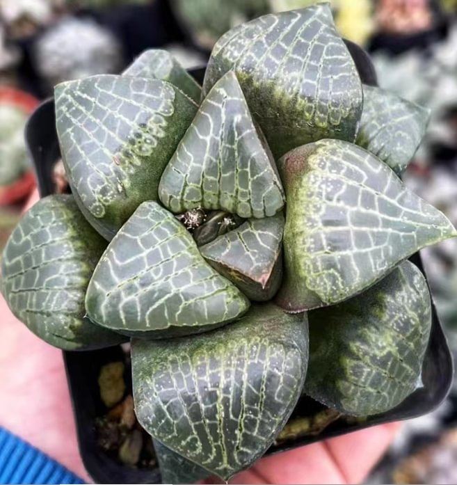 plant Aeonium Echeveria Haworthia  Caudex  Lithops Cactus  Agave 