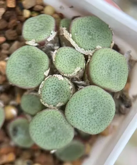plant Aeonium Echeveria Haworthia  Caudex  Lithops Cactus  Agave 