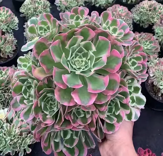 plant Aeonium Echeveria Haworthia  Caudex  Lithops Cactus  Agave 