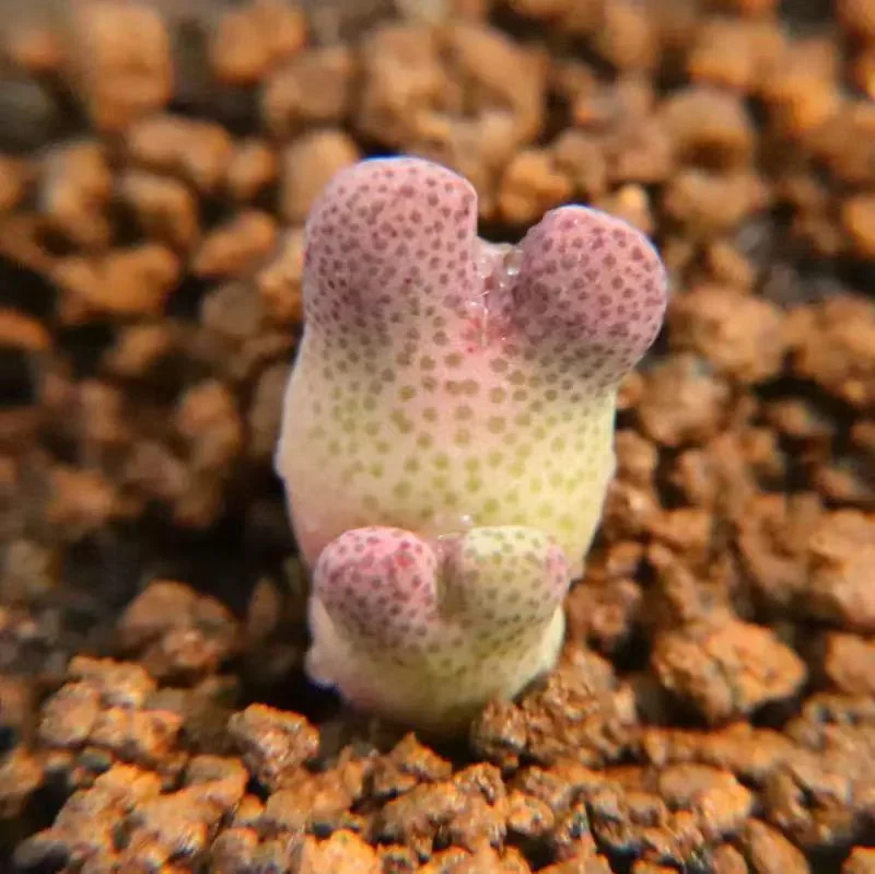 plant Aeonium Echeveria Haworthia  Caudex  Lithops Cactus  Agave 