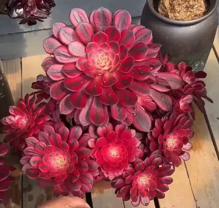 plant Aeonium Echeveria Haworthia  Caudex  Lithops Cactus  Agave 