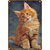 Maine Coon - Vintage Metal Signs - 30*40cm