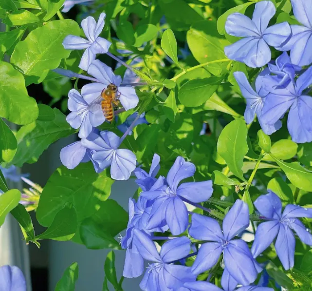 Blue Plumbago Flower Seeds - Blue Gem in the Garden