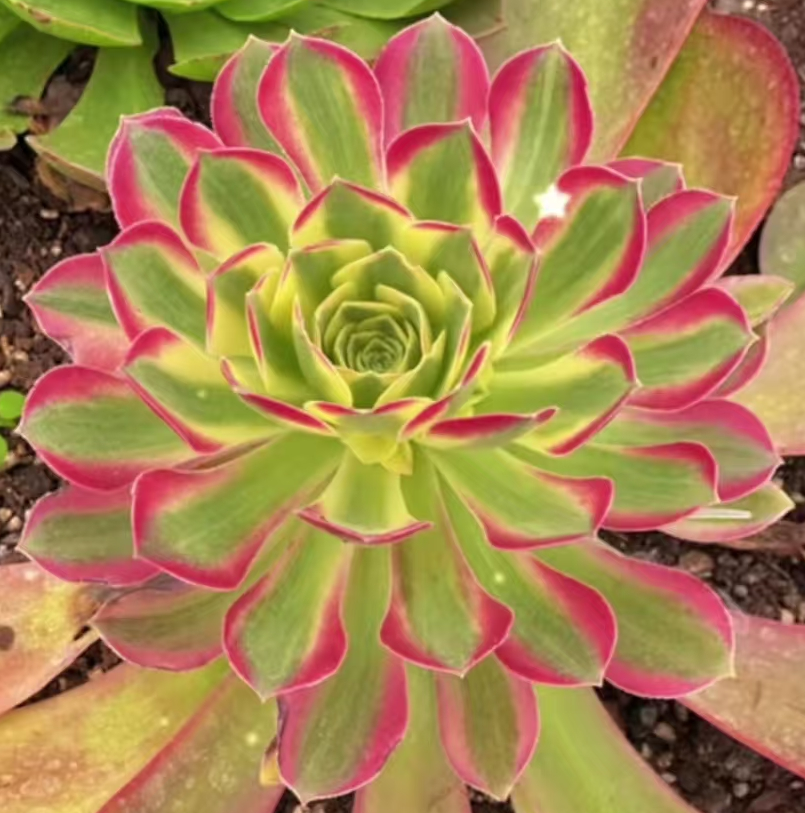 1036. Pink crystal single head and cutting/Aeonium single head and cutting/Aeonium plants/Succulent plants / Garden landscape / Carefully select healthy plants
