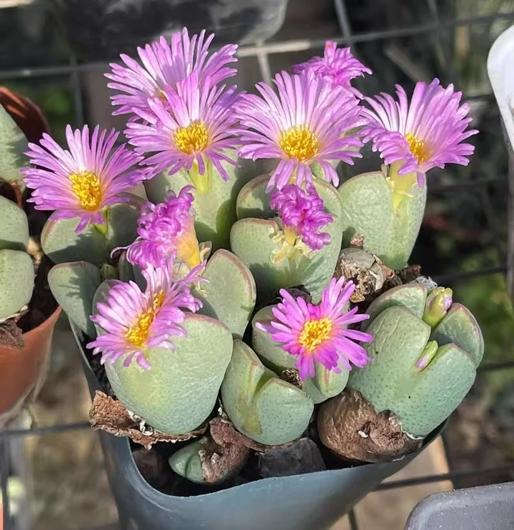 plant Aeonium Echeveria Haworthia  Caudex  Lithops Cactus  Agave 