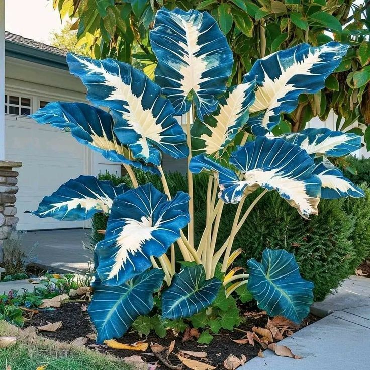 Blue Lightning-Giant Alocasia Bulbs🍃Transform Your Space with Tropical Majesty