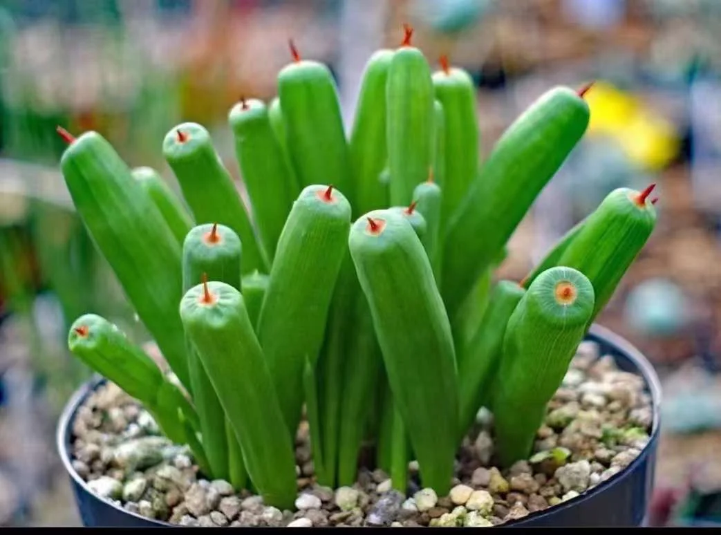 plant Aeonium Echeveria Haworthia  Caudex  Lithops Cactus  Agave 