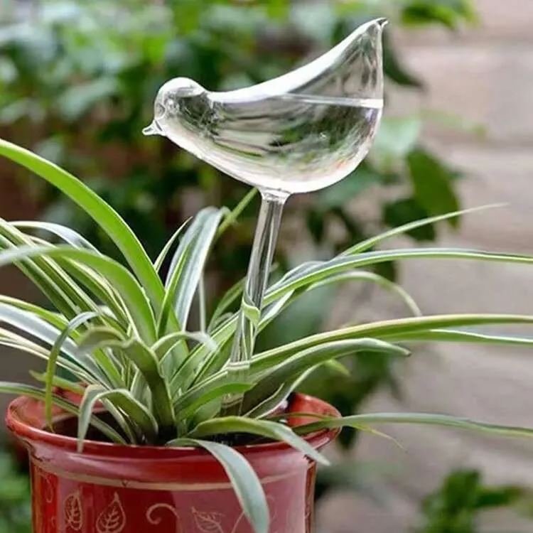 🌻Watering Plant Glass Bulbs - tree - Codlins