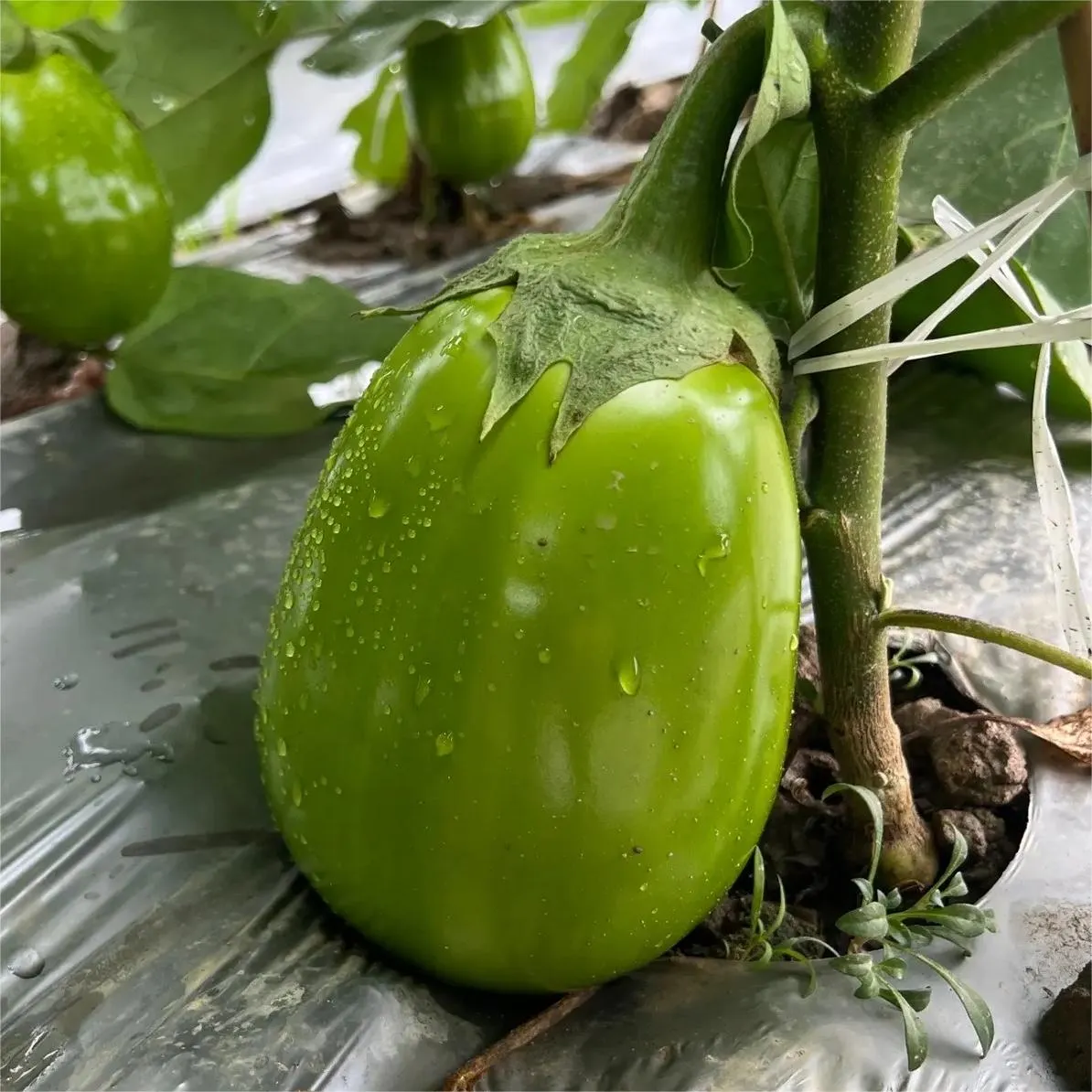🍆 Nubia Eggplant Vegetable Seeds-Striped eggplant