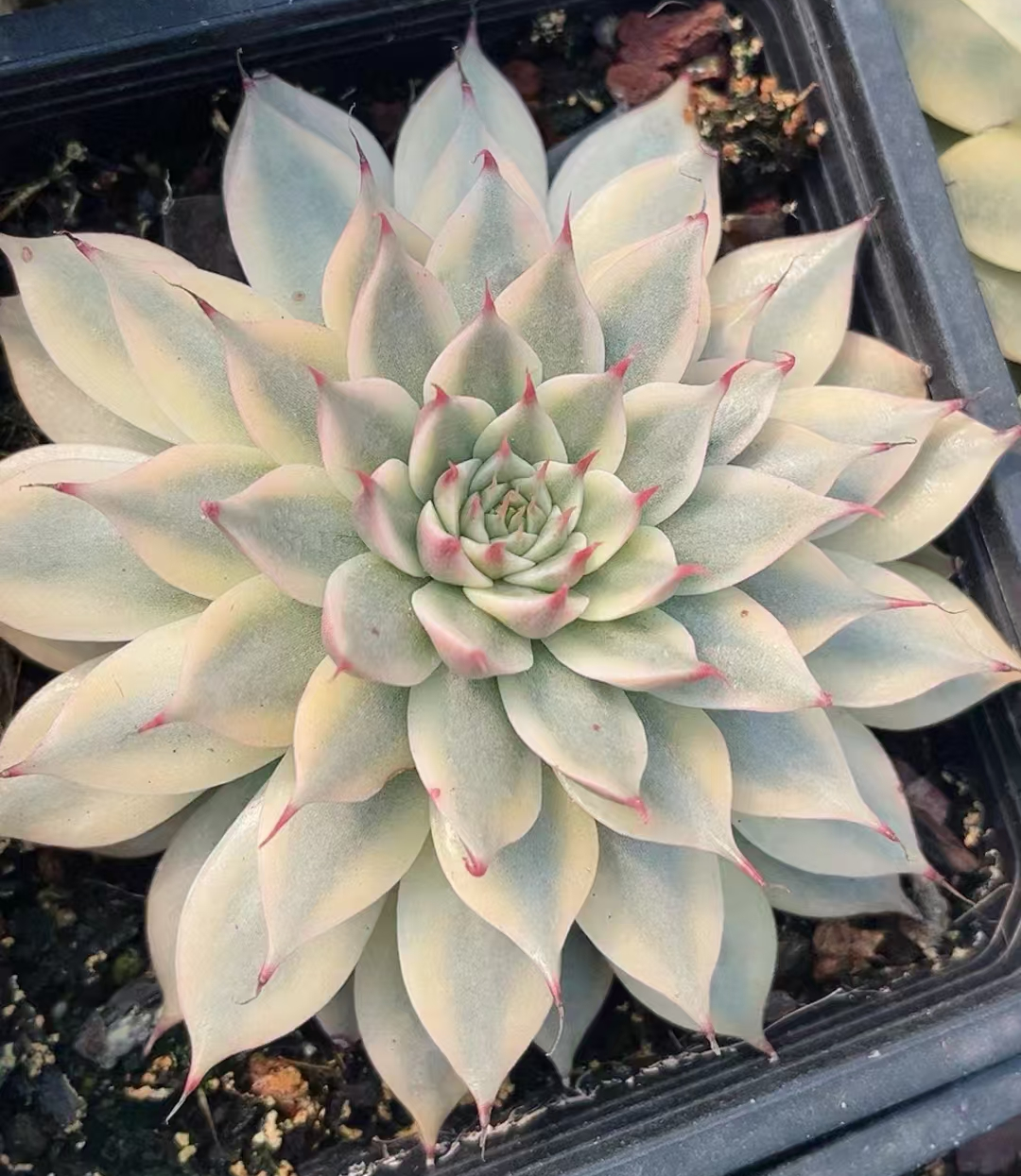 plant Aeonium Echeveria Haworthia  Caudex  Lithops Cactus  Agave 