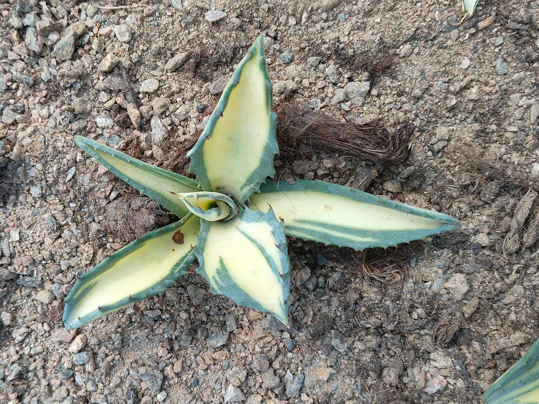 plant Aeonium Echeveria Haworthia  Caudex  Lithops Cactus  Agave 