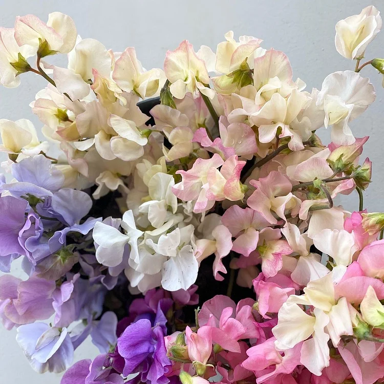 CUT FLOWER MIX SWEET PEA SEED