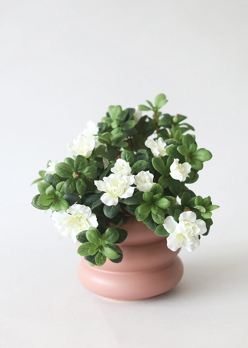 Silk Azalea Bush in Cream White - 12"