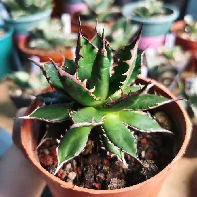 fk33. Agave Horrida Dwarf 5cm /Agave plants / Succulent plants / Garden landscape / Carefully select healthy plants