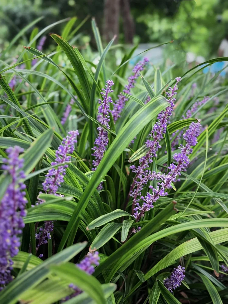 Premium Mondo Grass Seeds (Ophiopogon japonicus) - Perfect for Ground Cover and Landscaping