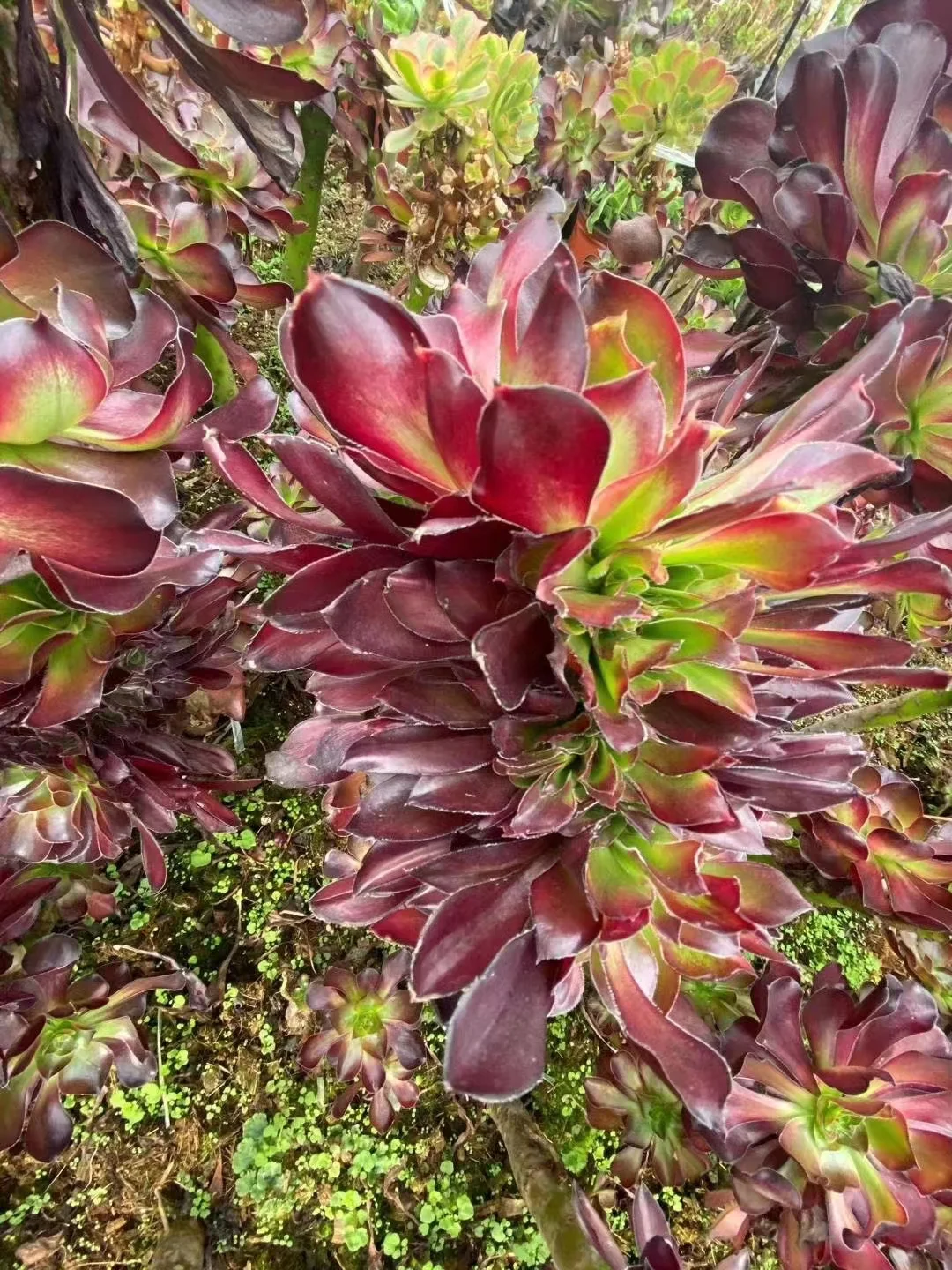 plant Aeonium Echeveria Haworthia  Caudex  Lithops Cactus  Agave 