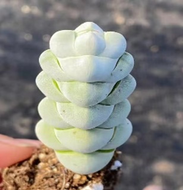564. Echeveria  Crassula arta . single head  3-5cm/ Echeveria /Succulent plants / Garden landscape / Carefully select healthy plants