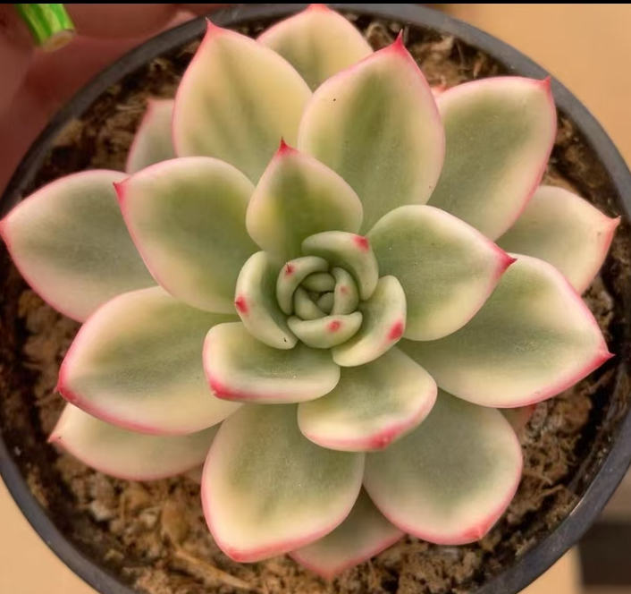 plant Aeonium Echeveria Haworthia  Caudex  Lithops Cactus  Agave 