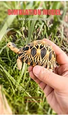 Tortoise Tortoise Model Resin Yada Angoloka Radiated Tortoise Ornaments Landscaping