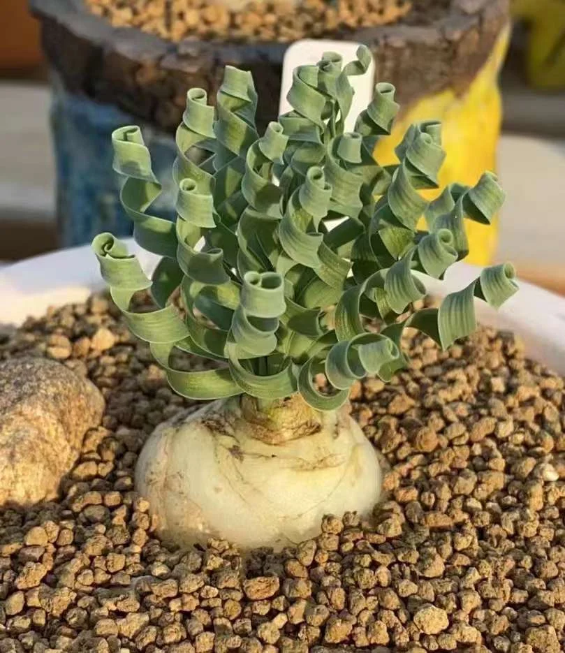 plant Aeonium Echeveria Haworthia  Caudex  Lithops Cactus  Agave 