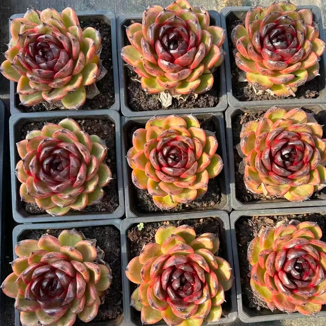 plant Aeonium Echeveria Haworthia  Caudex  Lithops Cactus  Agave 
