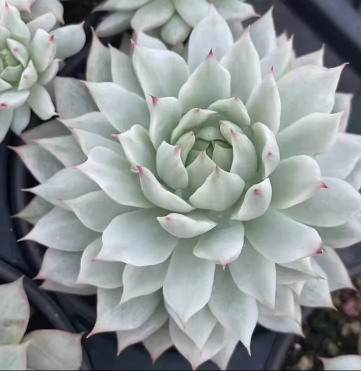 plant Aeonium Echeveria Haworthia  Caudex  Lithops Cactus  Agave 