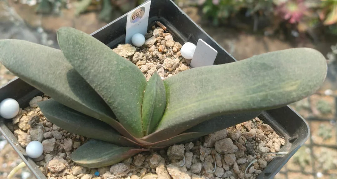 onestock.Gasteriea armstrongii f.variegata 9cm/ Haworthia/ Succulent plants / Garden landscape / Carefully select healthy plants